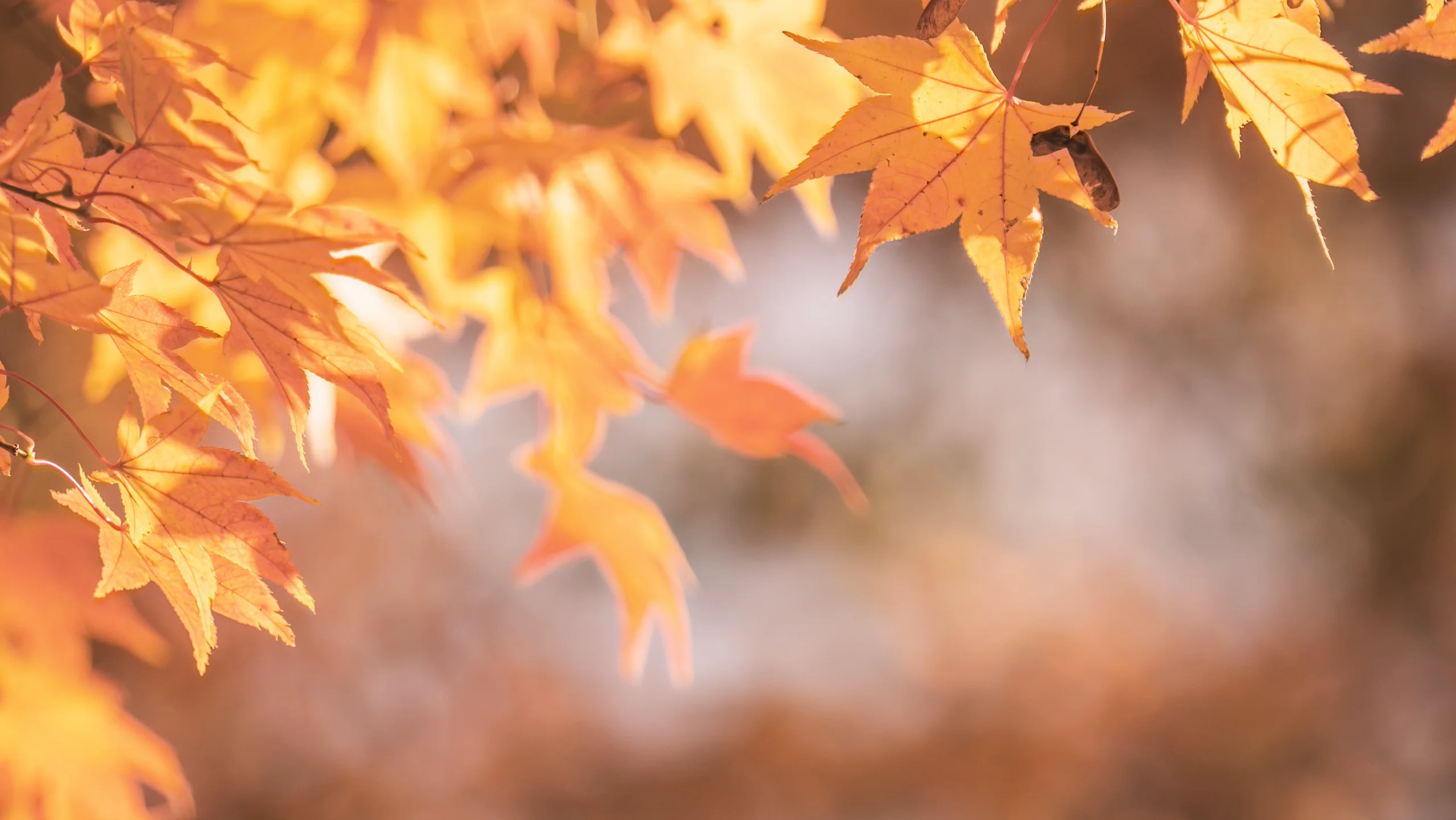 Brilliant golden-orange maple leaves frame the top of the image, brightly illuminated by warm sunlight against a soft, blurred background.