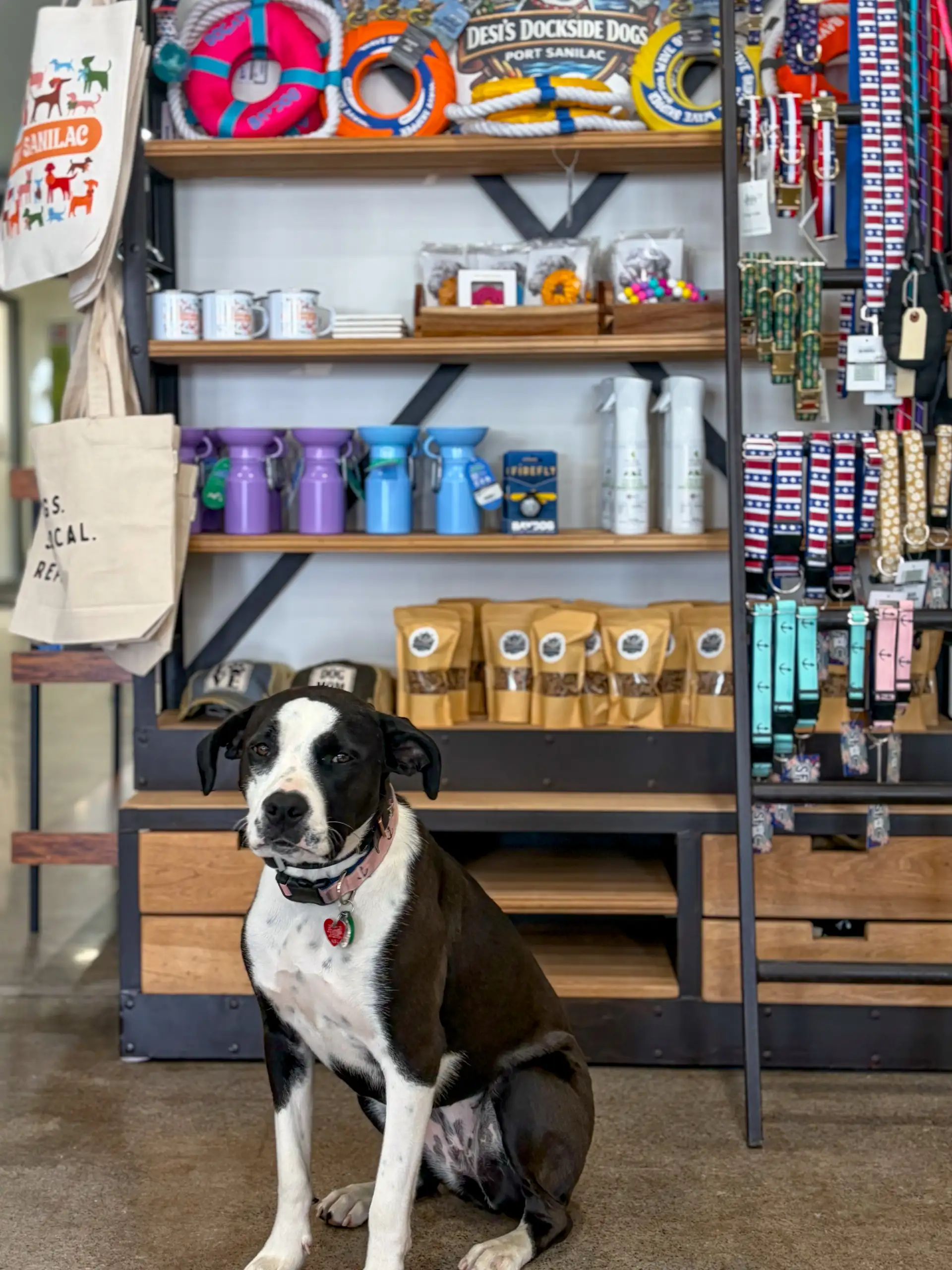 A black and white dog with a pink collar sits patiently in front of a metal and wood shelf displaying dog toys, collars, and packaged treats.